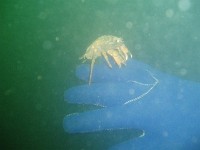 crabe