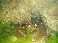 homard2