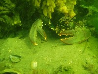 homard extra