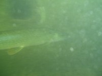 brochet