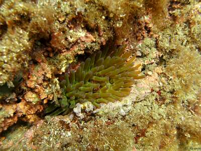 anemone  Digital Camera