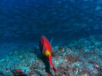 La plongée à Gran canaria