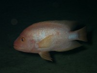 PB250176