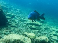 Vodelée 250921