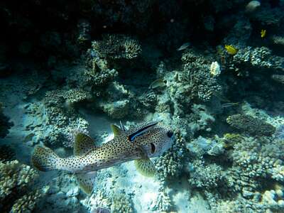 Sharm el sheik - Dive