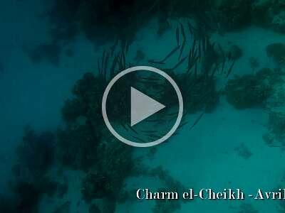 Charm el-Cheikh